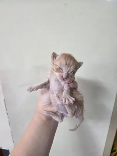 한국 고양이 사진
