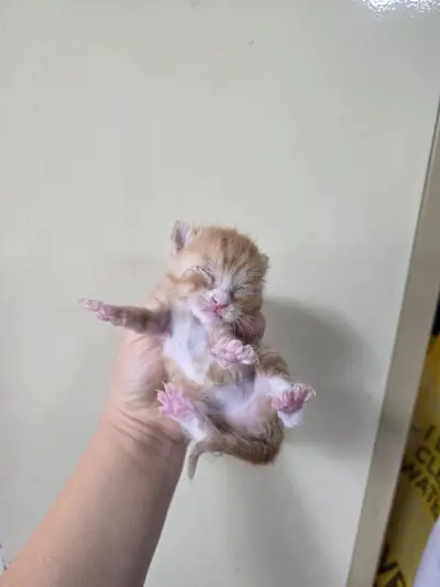 한국 고양이 사진