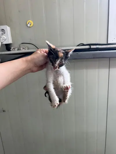 한국 고양이 사진
