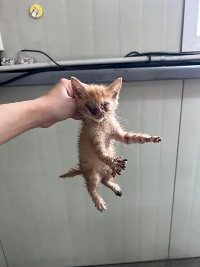 한국 고양이 사진