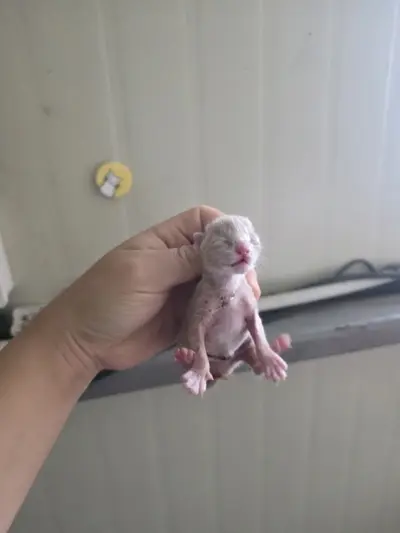 한국 고양이 사진