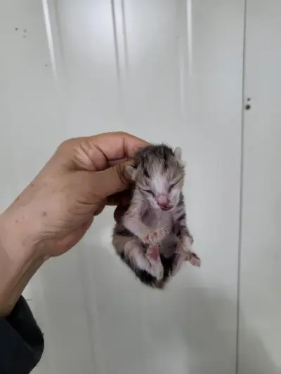 한국 고양이 사진