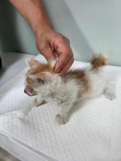 한국 고양이 사진