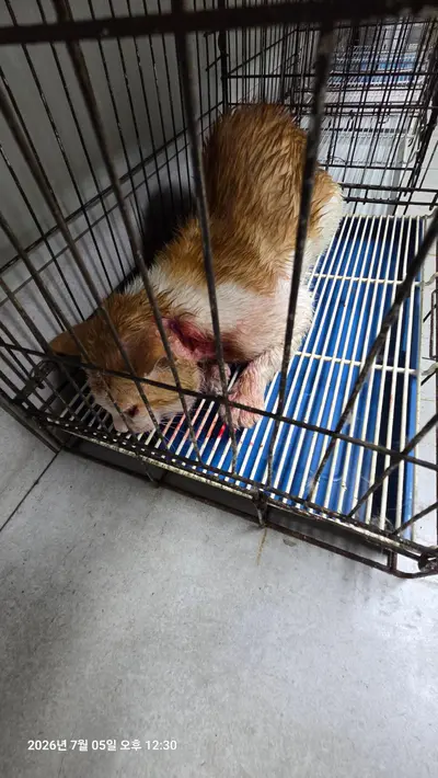 한국 고양이 사진