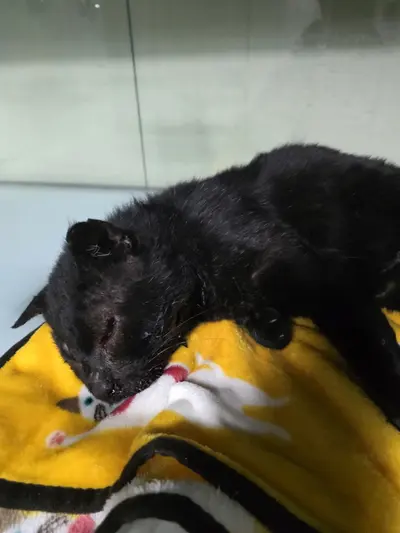 한국 고양이 사진