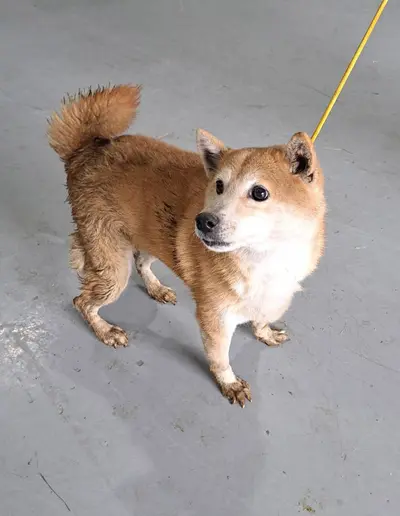 시바 사진