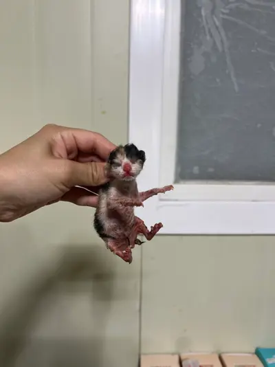 한국 고양이 사진