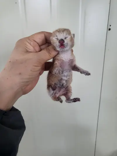 한국 고양이 사진
