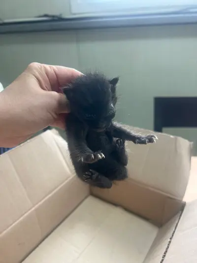 한국 고양이 사진
