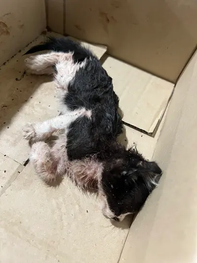 한국 고양이 사진