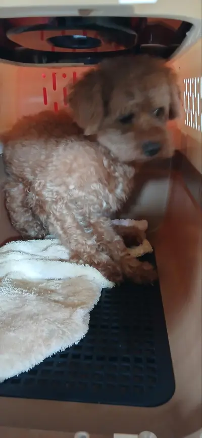 푸들 사진