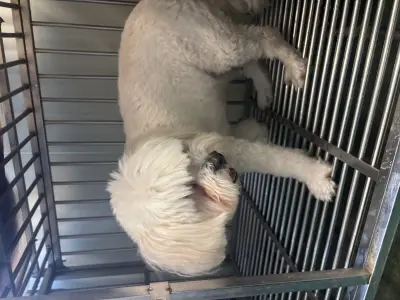 말티즈 사진