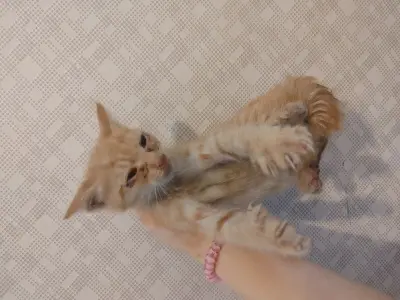 믹스묘 사진
