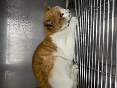 믹스묘 사진