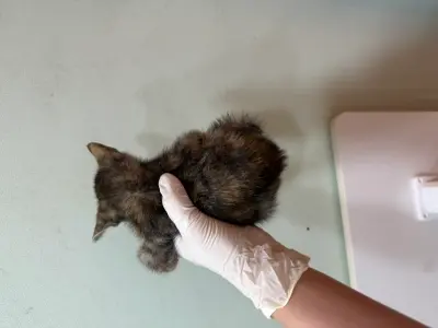 믹스묘 사진