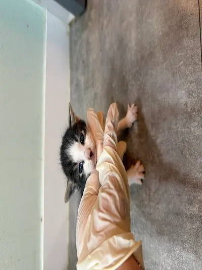 믹스묘 사진