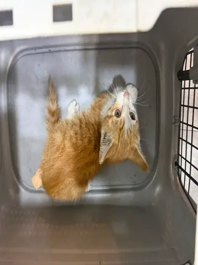 믹스묘 사진
