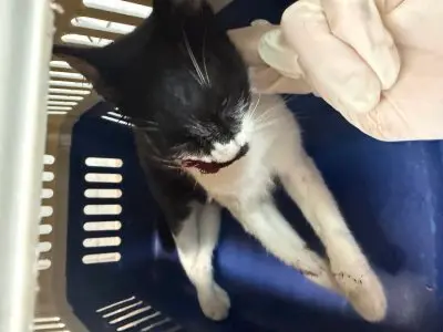 믹스묘 사진