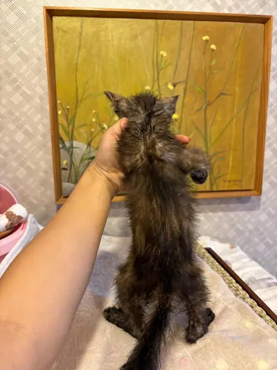 믹스묘 사진