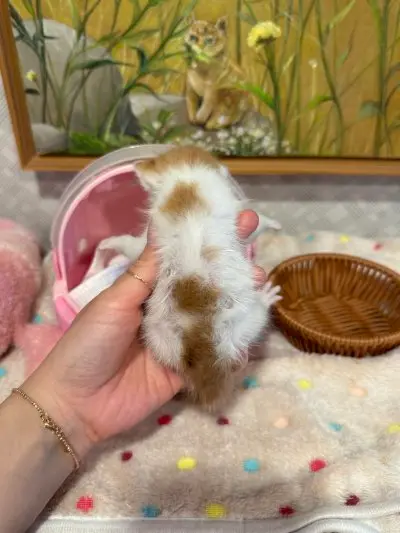 믹스묘 사진