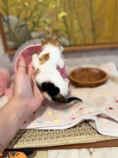 믹스묘 사진
