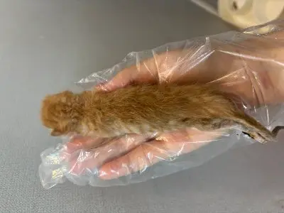 믹스묘 사진