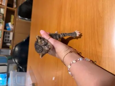 믹스묘 사진