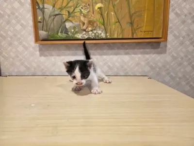 믹스묘 사진