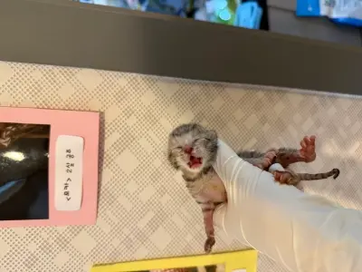 믹스묘 사진