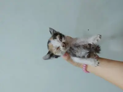 믹스묘 사진