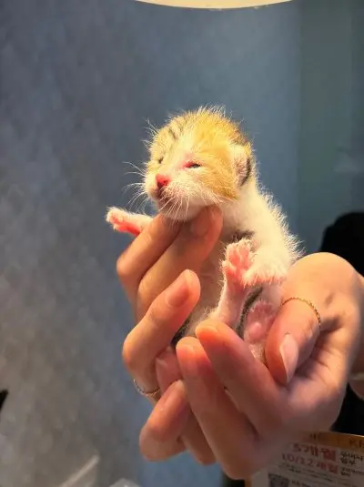 믹스묘 사진