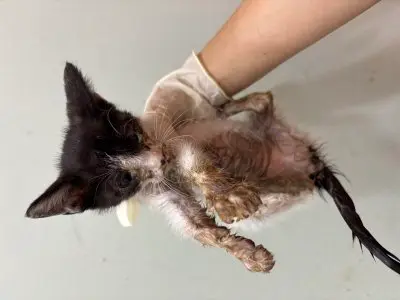 믹스묘 사진