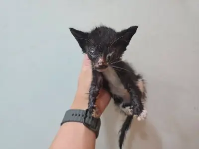 믹스묘 사진