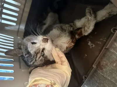 믹스묘 사진