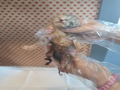 믹스묘 사진