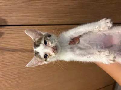 믹스묘 사진