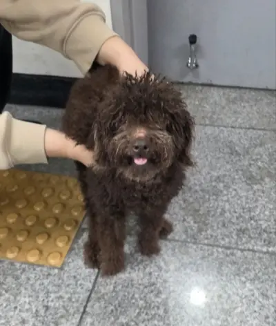 푸들 사진