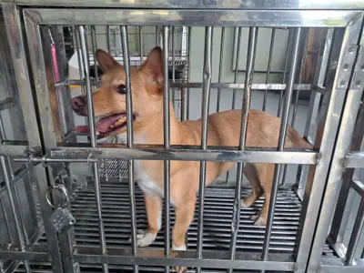 믹스견 사진