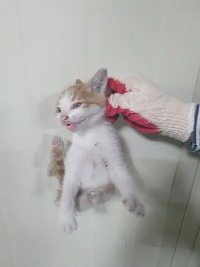 한국 고양이 사진