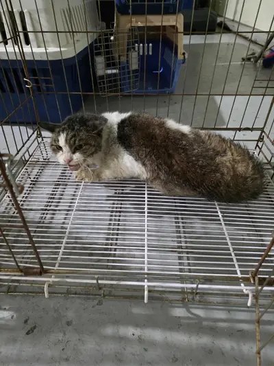 한국 고양이 사진