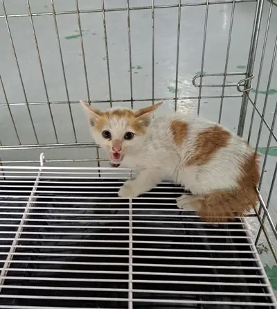 한국 고양이 사진