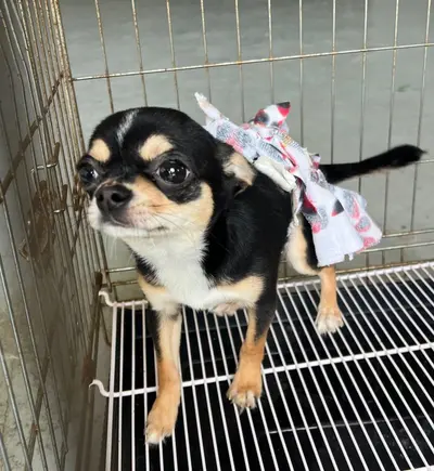 치와와 사진