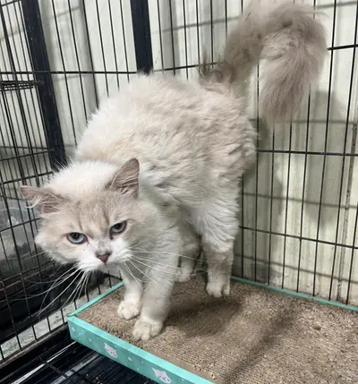 믹스묘 사진