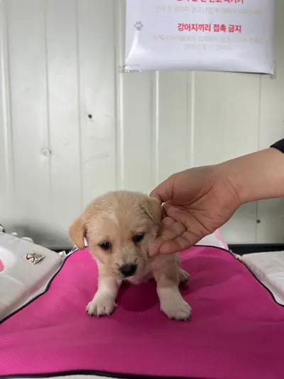 믹스견 사진