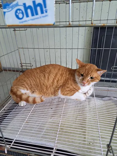 한국 고양이 사진