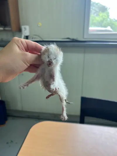 한국 고양이 사진