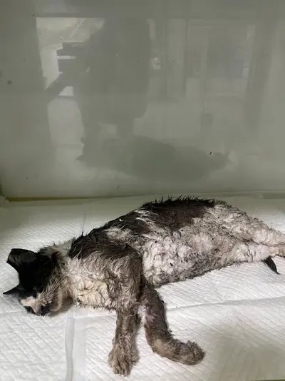 한국 고양이 사진