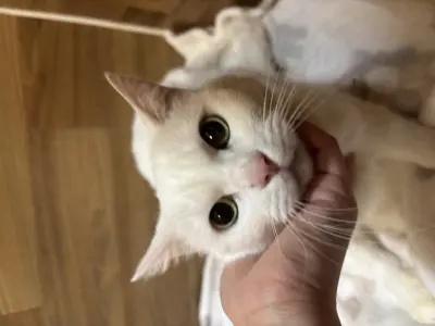 믹스묘 사진