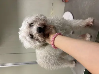 비숑 프리제 사진