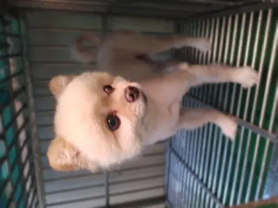 포메라니안 사진